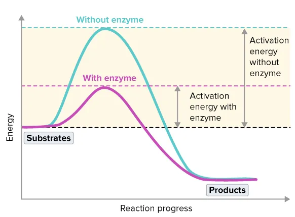 Activation Energy Graph